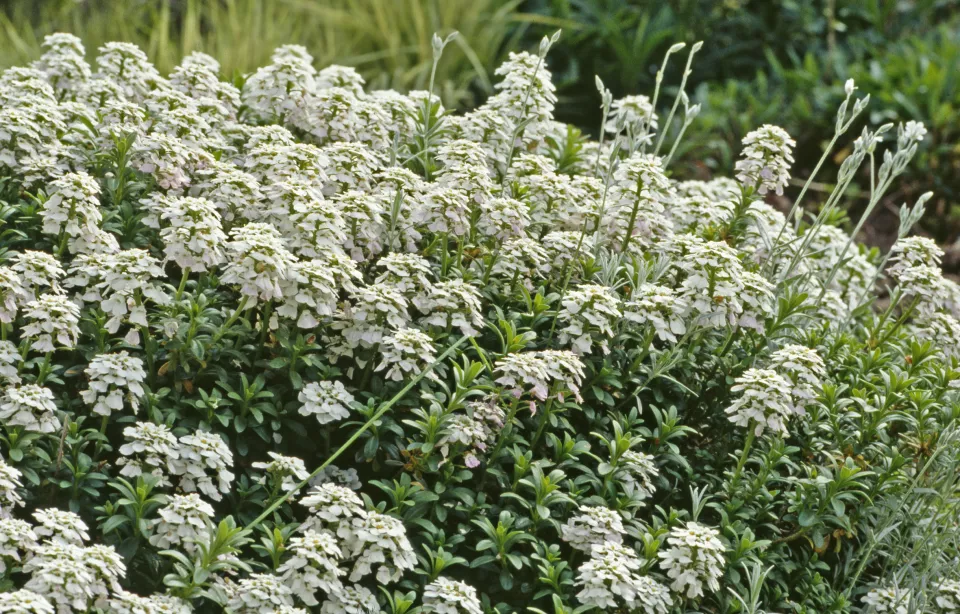 Afbeelding Iberis sempervirens ‘Snowflake’