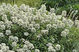 Iberis sempervirens ‘Snowflake’