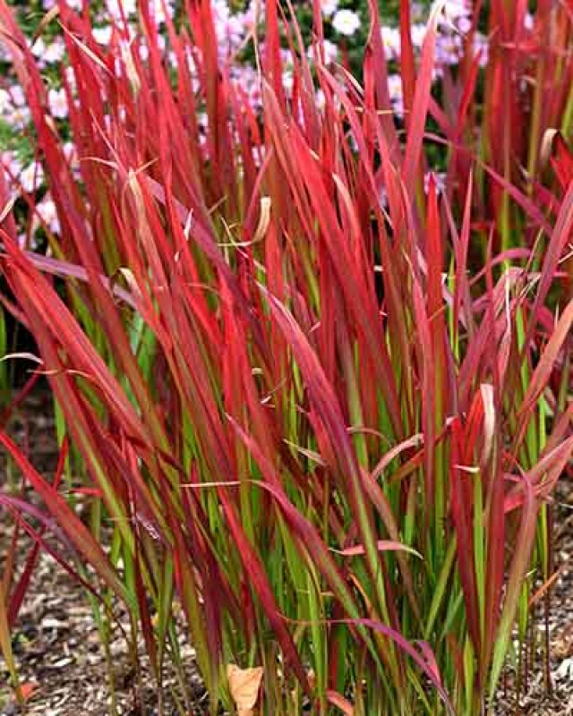 De 8 beste bladplanten voor een sfeervolle (schaduw)tuin