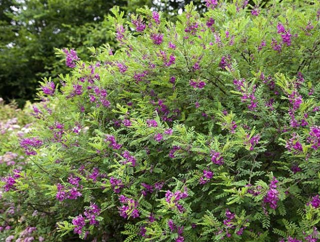 10 rijkbloeiende struiken die je tuin structuur geven