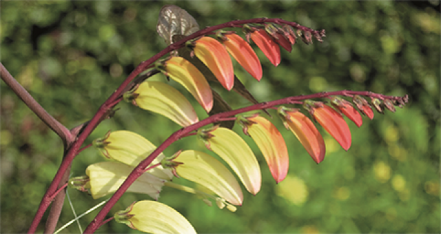 Zaad bestellen van eenjarige klimmers