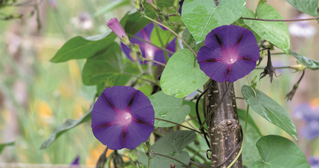 Zaad bestellen van eenjarige klimmers