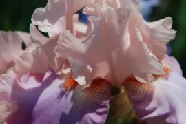 Baardiris delen (video)