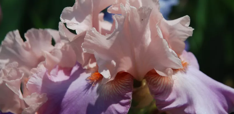 Baardiris delen (video)