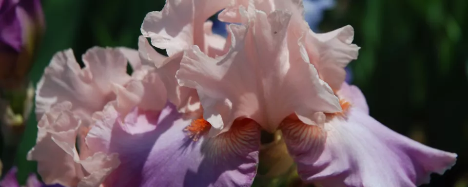 Afbeelding Baardiris delen (video)