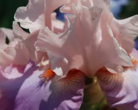 Baardiris delen (video)