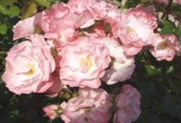 Lijst Excellence Rozen