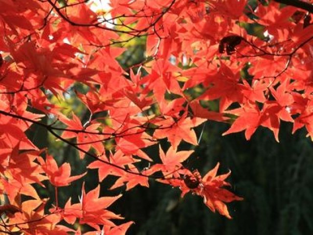 Herfstkleur in de tuin met deze 7 planten