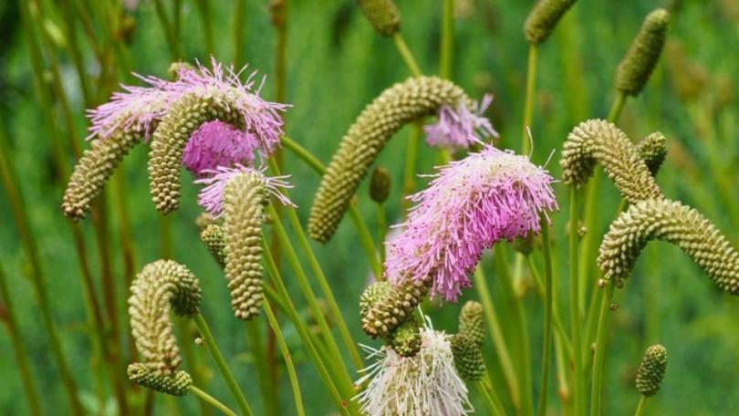 De pimpernel: een inheemse schoonheid die danst in de wind