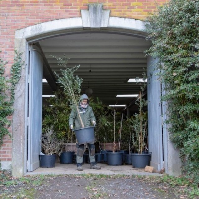 December op kasteel Hex: klimrozen snoeien en zaden bestellen