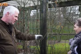 Klimroos snoeien (video)