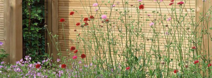 Planten voor een levende tuin