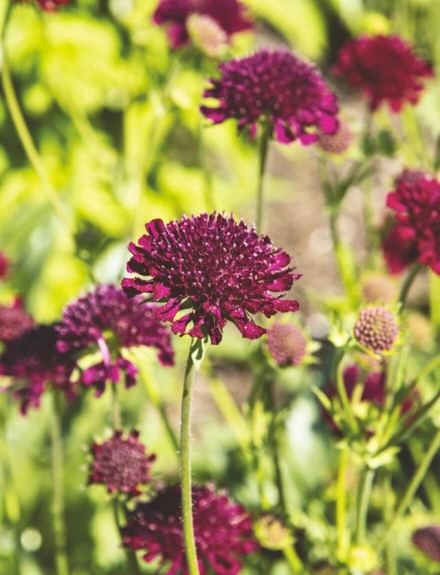 Zaai je eigen cottagetuin met deze klassieke bloemen