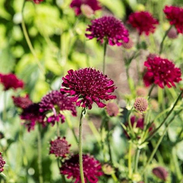 Zelf zaaien: Knautia, Cephalaria, Succisa, Scabiosa en Succisella