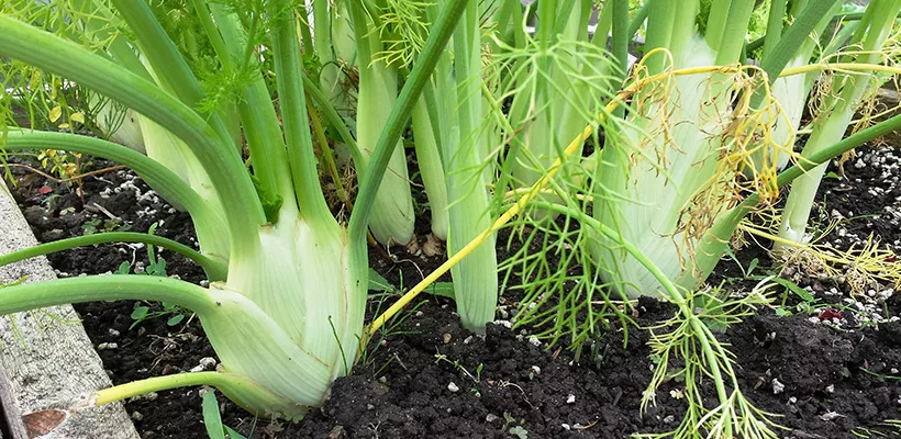 Hoe kweek ik knolvenkel?