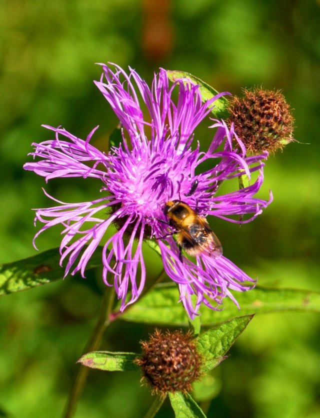 Inheemse korenbloemen in de tuin: de bijen volgen vanzelf