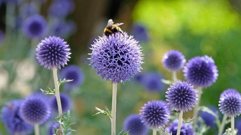 Meer bijen en vlinders in je tuin? Zaai distels