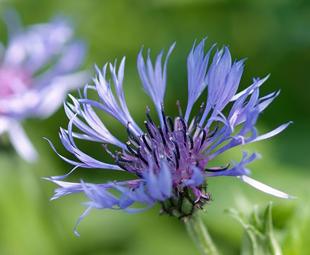 Planten voor een levende tuin