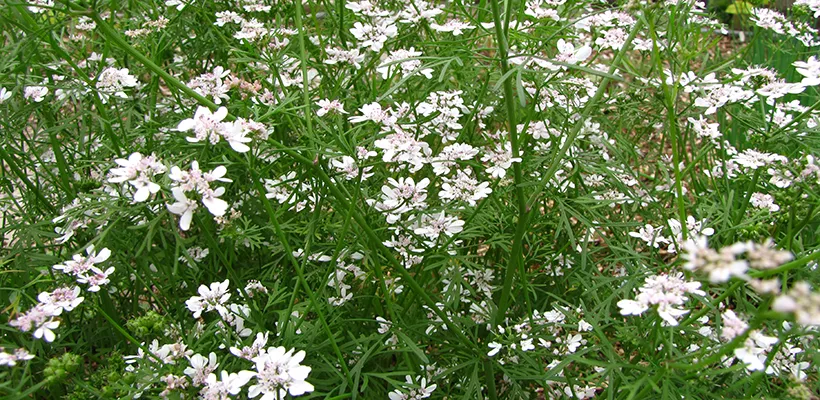 Hoe kweek ik koriander?