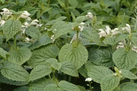 Lamium orvala ‘Album’