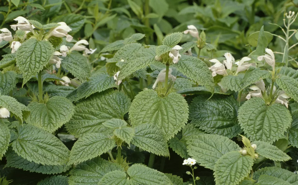 Afbeelding Lamium orvala ‘Album’