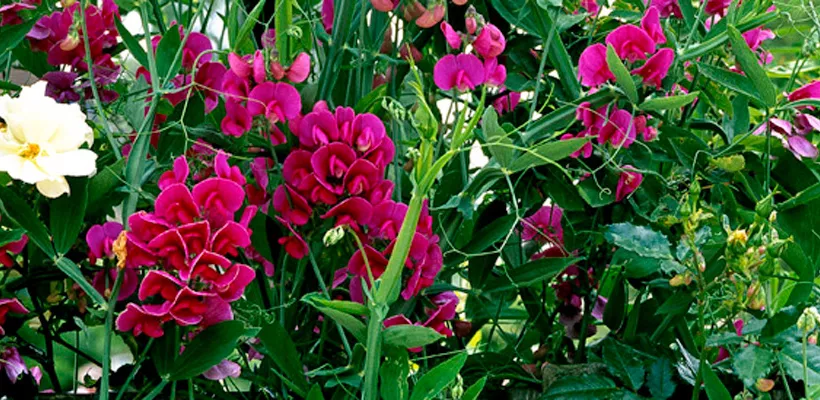 Combineren met Lathyrus