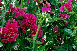 Combineren met Lathyrus