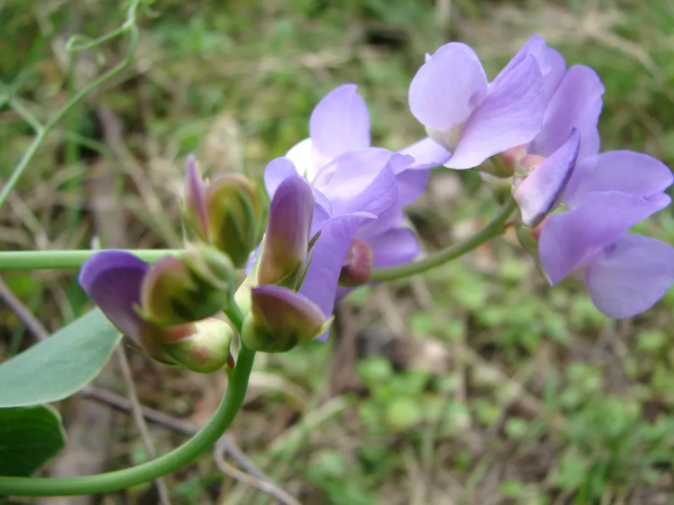 Afbeelding Zaad bestellen van Lathyrus nervosus (uitverkocht)