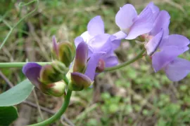 Zaad bestellen van Lathyrus nervosus (uitverkocht)