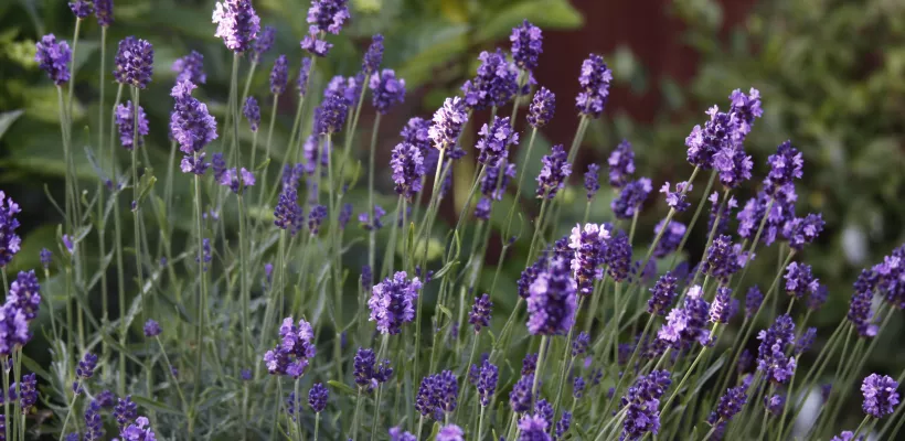 Geurend lavendelhaagje