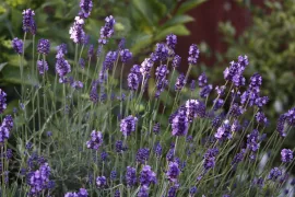 Geurend lavendelhaagje