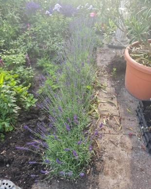 Lavendel snoeien: hoofdsnoei in het voorjaar, lichte snoei na de bloei