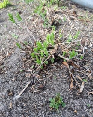 Lavendel snoeien: hoofdsnoei in het voorjaar, lichte snoei na de bloei