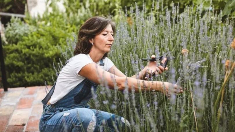 Lavendel snoeien: hoofdsnoei in het voorjaar, lichte snoei na de bloei