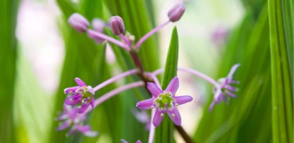 Afbeelding Ledebouria cooperi (sterhyacint): een bijzonder bolgewas voor pot en tuin