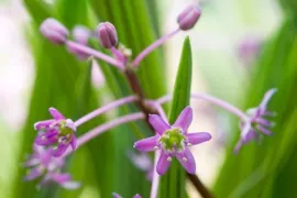 Ledebouria cooperi (sterhyacint): een bijzonder bolgewas voor pot en tuin