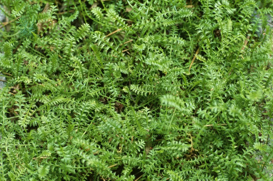 Afbeelding Leptinella squalida