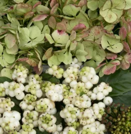 Letterbak vol bloemen