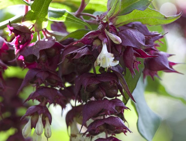 10 rijkbloeiende struiken die je tuin structuur geven