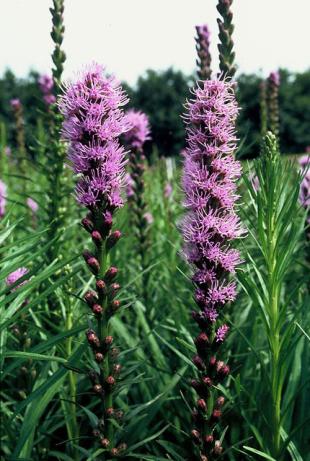 Planten voor een levende tuin