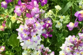 Zaaien in maart, bloemen in mei: hallo vlasleeuwenbekje