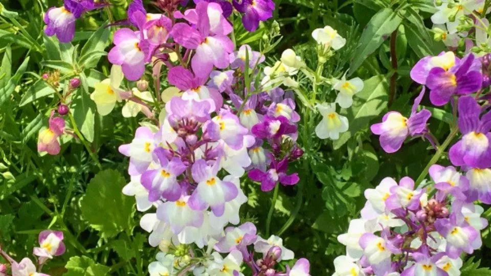 Afbeelding Zaaien in maart, bloemen in mei: hallo vlasleeuwenbekje