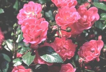 Lijst Excellence Rozen