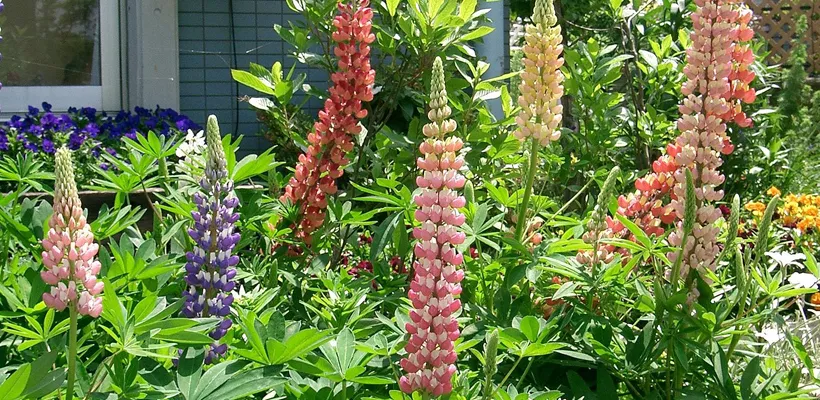 Zaad bestellen van Lupine