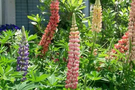 Zaad bestellen van Lupine