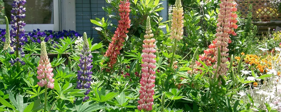 Afbeelding Zaad bestellen van Lupine