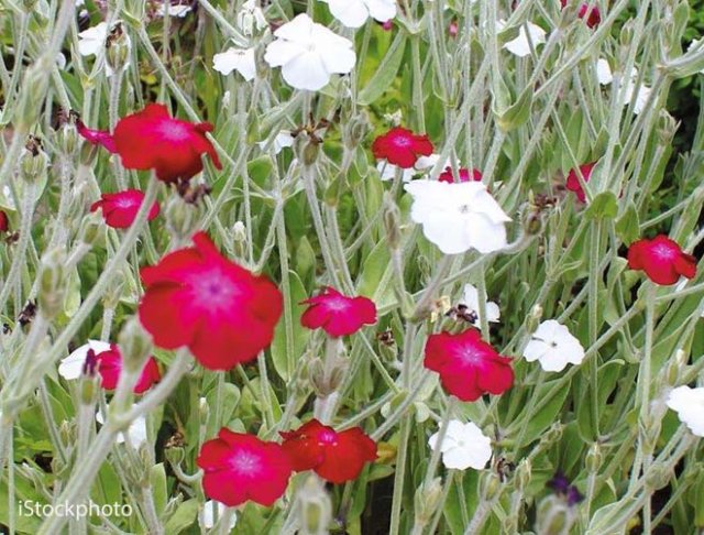 Zaaien voor een natuurlijke tuin
