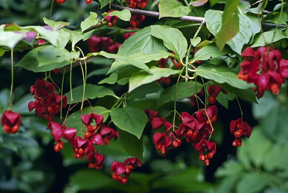 Afbeelding Euonymus planipes