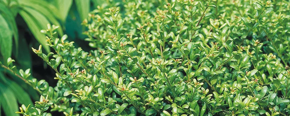 Afbeelding Ilex crenata