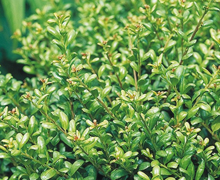 Vervang je buxus